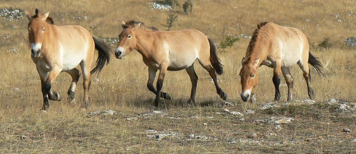 Chevaux prejalski Lozère